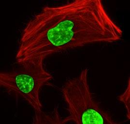 F-actin co-stained with PhalloidiniFluor 488 Conjugate (Cat#23115, Green).