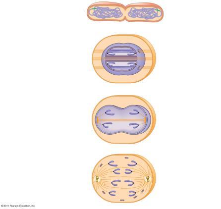 Figure 2.2-3 Origin of Cell wall Plasma membrane Figure 2.2-4 Origin of Cell wall Plasma membrane begins. Two copies of origin E. coli cell Bacterial chromosome begins. Two copies of origin E. coli cell Bacterial chromosome 2 Replication continues.