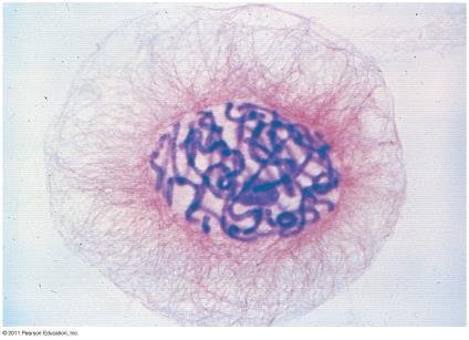 Cellular Organization of the Genetic Material Figure 2.