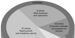 14.1 How Body Cells Reproduce Cells reproduce through a continuous sequence of growth and division called the cell cycle There are two main phases: 1. Growth Phase 2.
