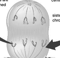 3. Anaphase In this stage the centromere splits apart and the sister