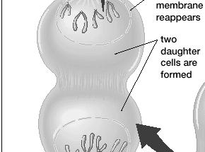 The chromatids reach the opposite poles of the cell.