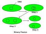 Prokaryotes: Binary Fission Cell Division Binary Fission, Mitosis & Meiosis Most cells reproduce through some sort of Cell Division Prokaryotic cells divide through a simple form of division called