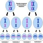 Prior to division, amount of DNA doubles Meiosis Phases Tetrad forms during Prophase 1 During metaphase 1 homologous