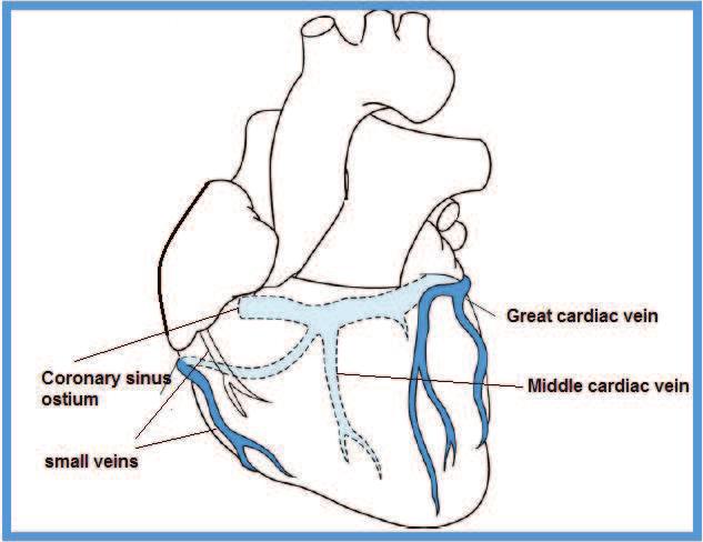 catheters to avoid perforation of outer walls that are not protected by muscular bundles. Figure 11. Coronary venous system of the heart.