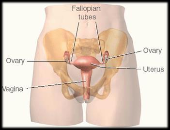 Female reproductive anatomy Ovaries produce estrogen, progesterone, and are site of