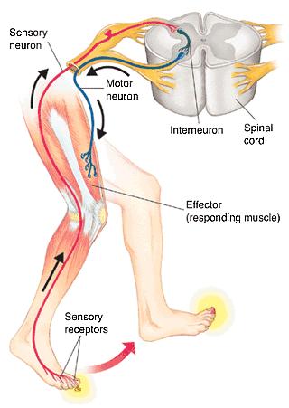 Somatosensory Input from touch and tactile sense Skin, joints, and