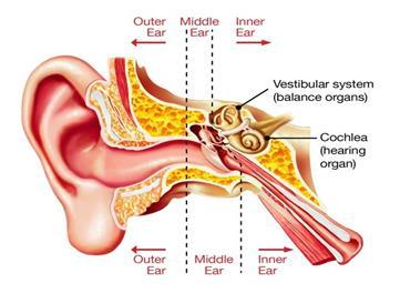 Vestibular Part of the inner ear that provides info on