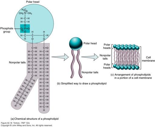 Chromatin Smooth endoplasmic Mitochondrion Cytosol Centrioles Centrosome matrix Cytoskeletal elements Microtubule Intermediate filaments Peroxisome Rough endoplasmic Golgi apparatus Secretion being