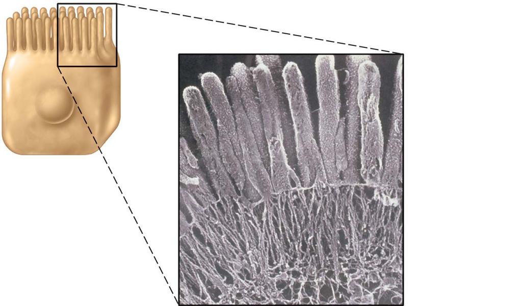 Core of actin filaments for stiffening Microvillus Actin filaments Terminal