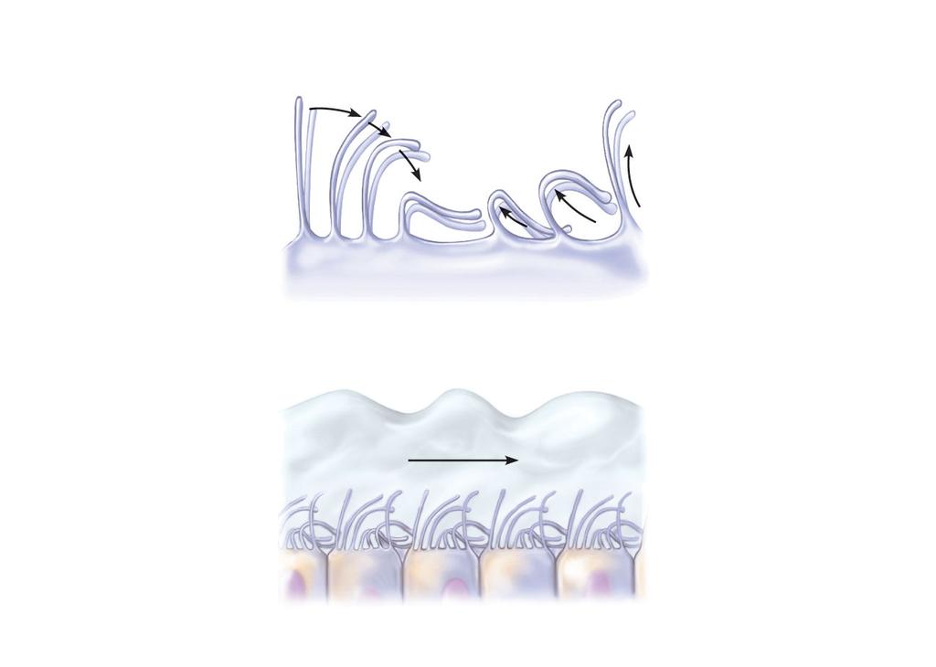 Layer of mucus Cell surface (b) Traveling wave created by the activity of many cilia acting together propels mucus across cell surfaces. Figure 22.6a Figure 3.