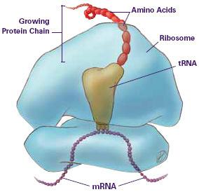 cytoplasm or attached to s Composed of RNA and protein not bound Two subunits (c) (b) Enzymes Figure