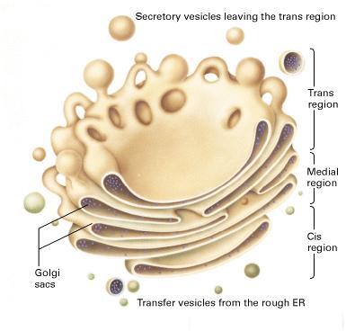 Golgi Complex Stacks of flattened sacs Associated with ER