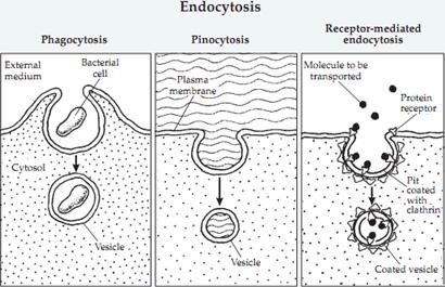 service Smooth ER s Endocytosis Process for bringing