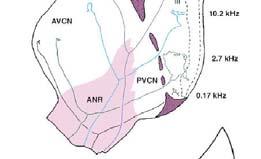 Posterior Cochlear Nucleus Tonotopic
