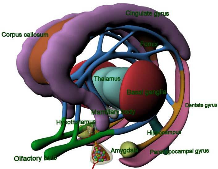 Diencephalon Hypothalamus (parts) Mammillothalamic tract Thalamus (parts) Fornix (tract) Telencephalon Prefrontal cortex