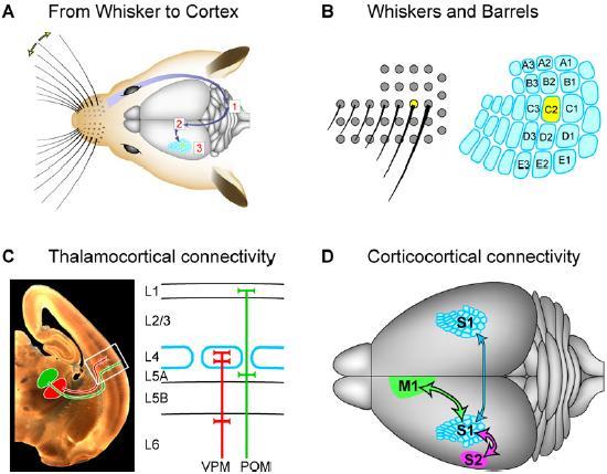 Connectivity in cortical