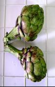 Artichoke Stem, thorns and bottom leaves are cut Inedible choke part is removed, Leaves are separated and