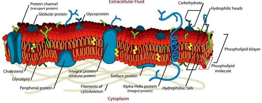 holesterol on the other hand has only a single polar group, the hydroxyl group. In cell membranes only the hydroxyl group of cholesterol is found on the surface of the membrane.