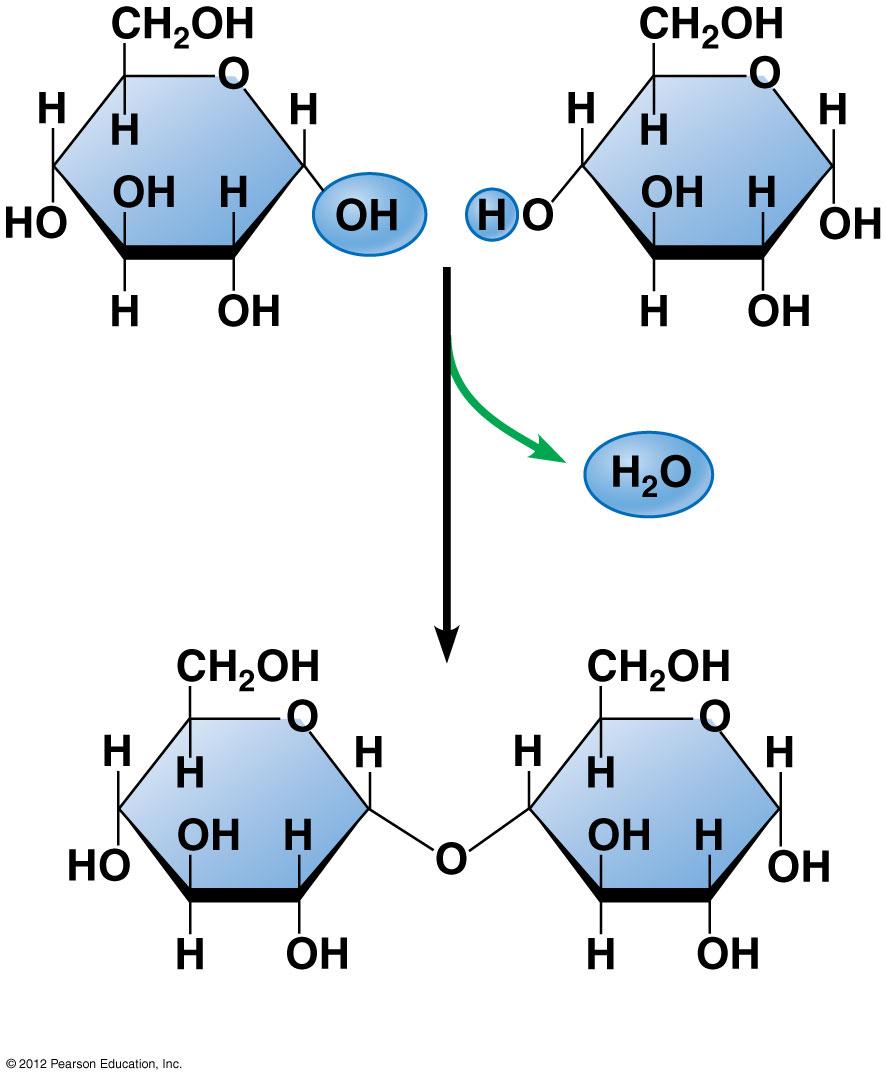 The disaccharide sucrose is formed by combining a glucose monomer and a fructose monomer.