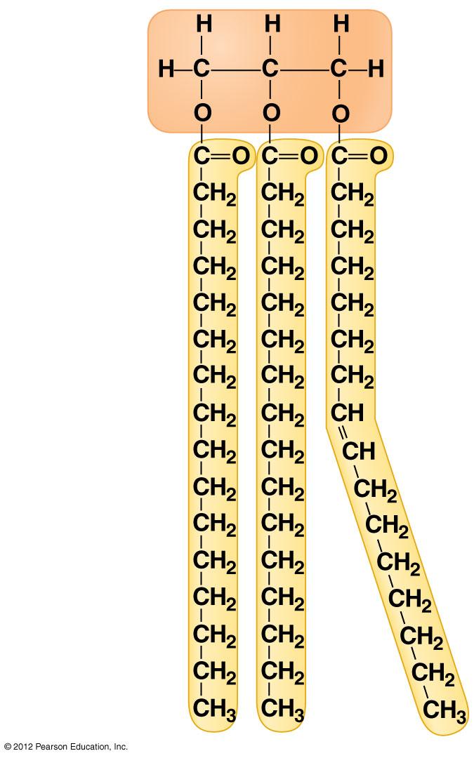 Figure 3.8C Glycerol Fatty acids 3.