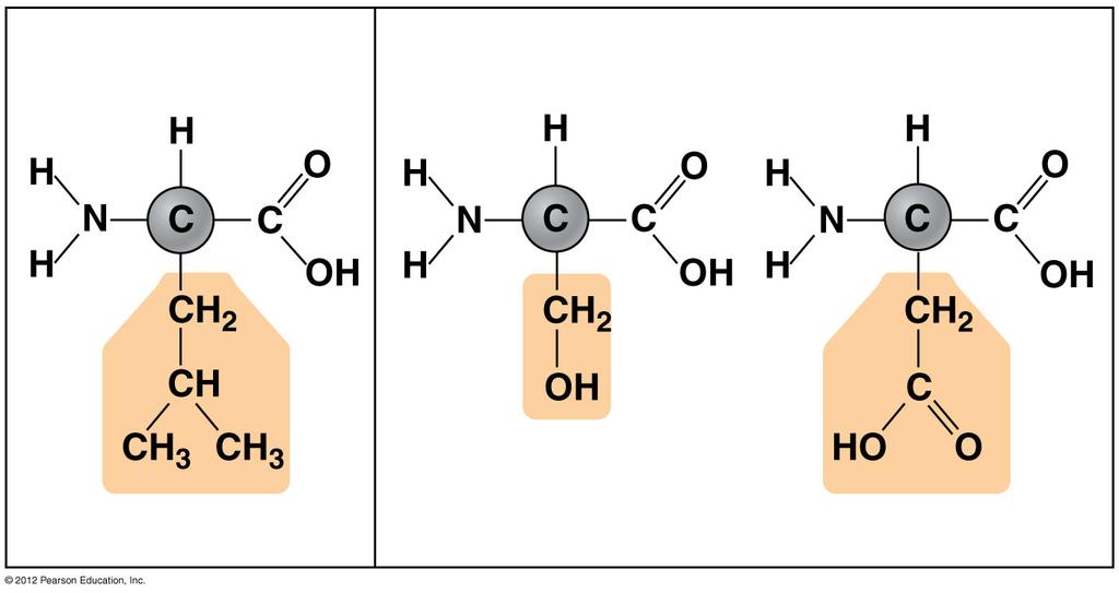 3.11 Proteins are made from amino acids linked by peptide bonds Amino acids are classified as either hydrophobic or hydrophilic. Figure 3.