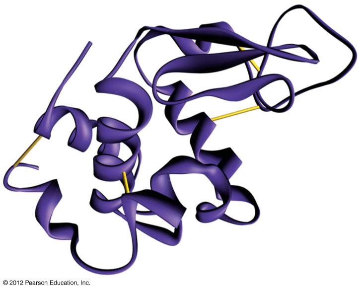 3.12 A protein s specific shape determines its function Other proteins are also important. Structural proteins provide associations between body parts. Contractile proteins are found within muscle.