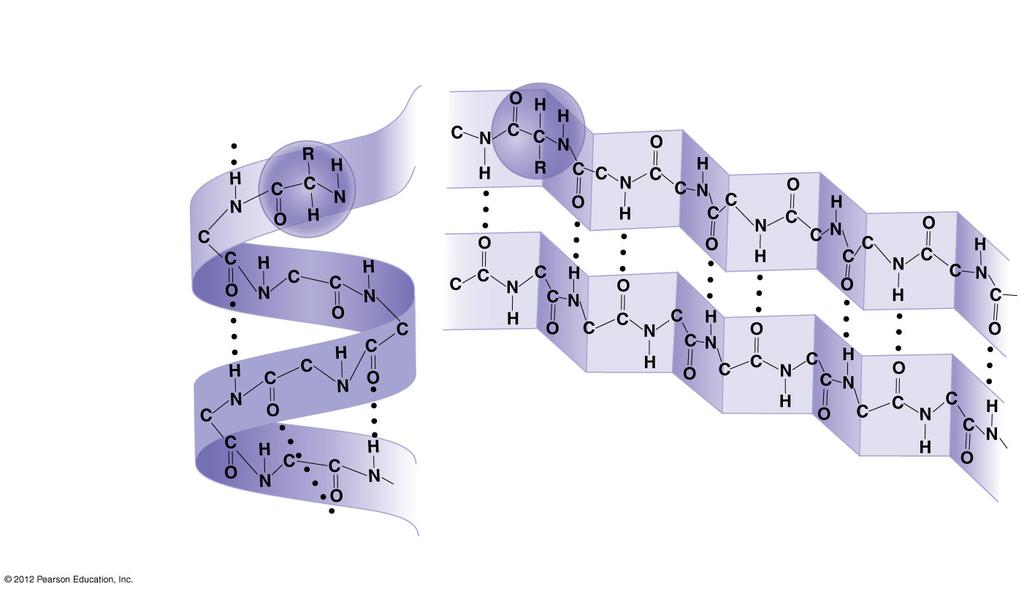 Hydrogen bond Alpha helix Beta pleated sheet Tertiary structure Transthyretin polypeptide Quaternary