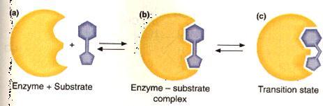 Enzymes In organisms, enzymes allow the chemical reactions of metabolism to