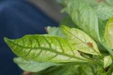 Potassium Potassium deficiency symptom Yellow chlorosis spots appear between leaf veins, firstly in the lower leaves.