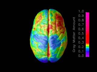 Maturation of the human brain, age