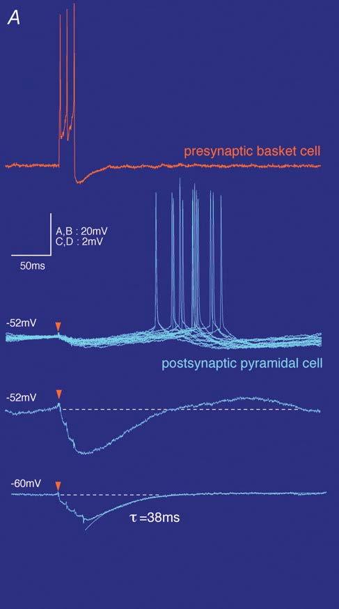 basket cell resets pyramical cell