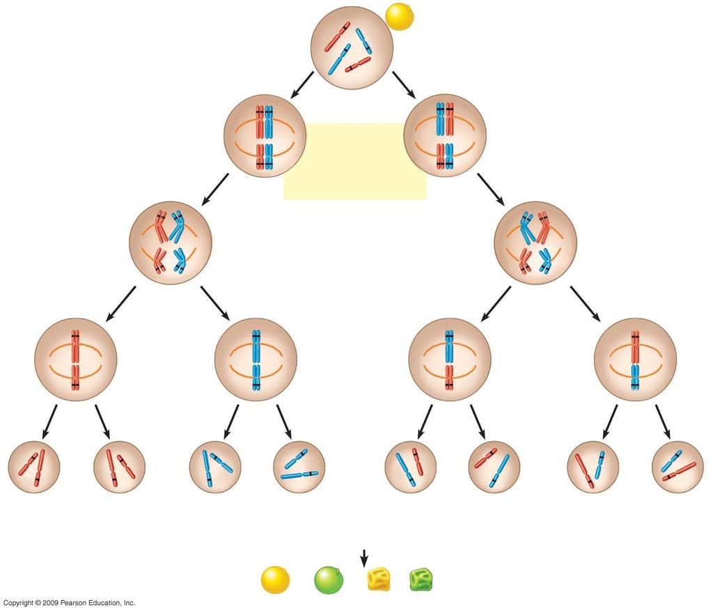 F generation R r y All round yellow seeds (RrYy) Y R r r R Y y Metaphase I of meiosis (alternative arrangements) Y y R r r R Y y Anaphase I of meiosis Y y