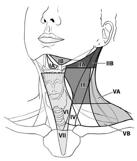 9 Anatomy FIGURE 11.1. Sagittal view of the face and neck depicting the subdivisions of the pharynx. FIGURE 5.1. Schematic indicating the location of the lymph node levels in the neck.