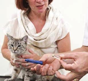 DIABETES IN CATS What is Diabetes? Glucose (blood sugar) is derived from the food your cat eats and provides the energy body cells need to function.