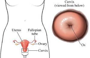 Cervix The cervix is the lower end of the uterus Located at the