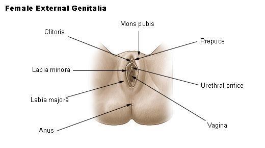 External genitalia Clitoris Erectile tissue Perineum