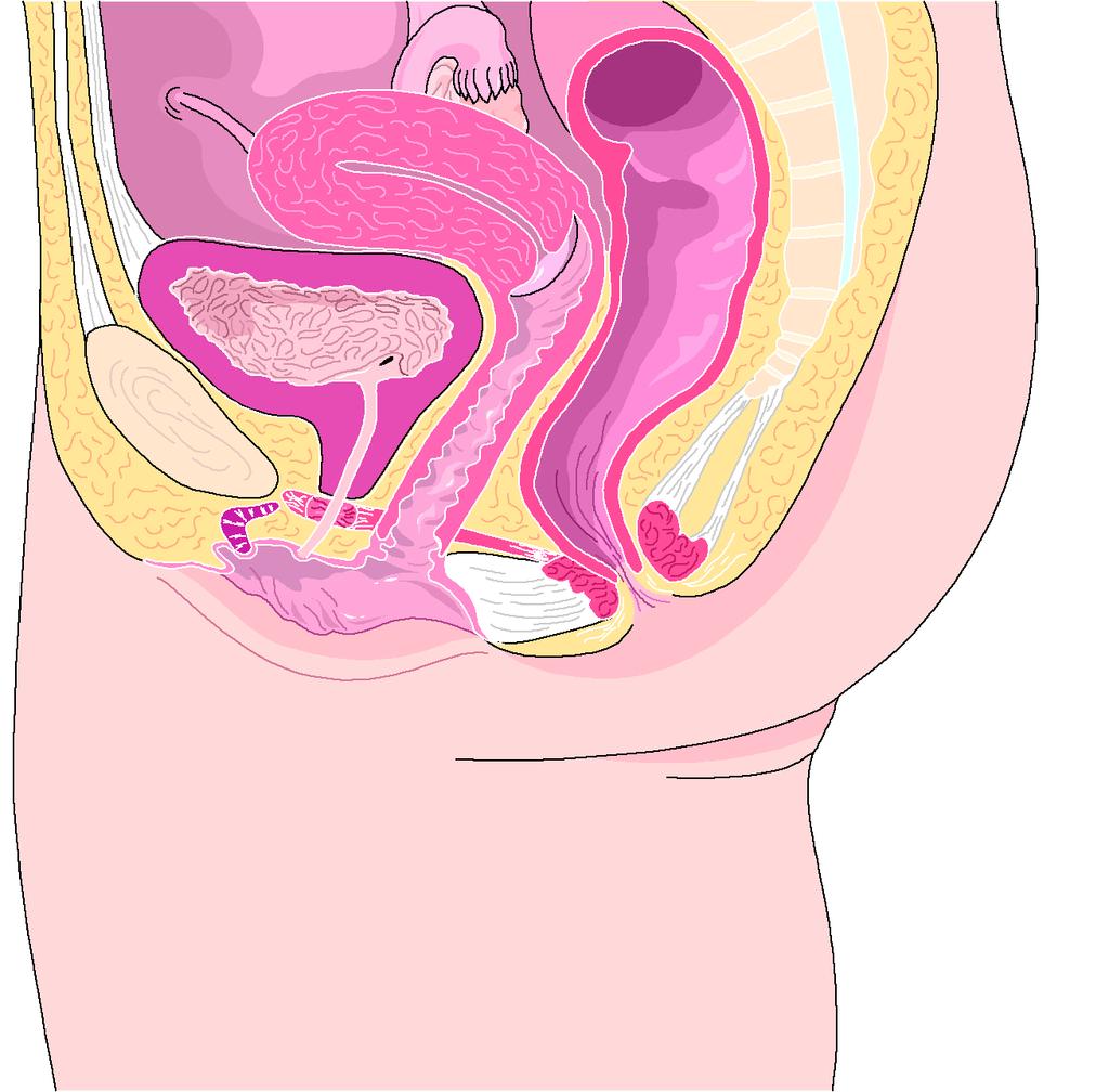 Structures of the Ovary Fallopian