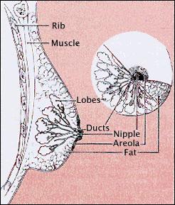 Mammary glands (breasts) Consists of 15 or 20 lobes of granular and