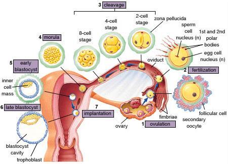 Placenta Contains both and is the area where. There is no exchange of. Diffusion of gases and wastes and nutrients occur across the. Placenta produces which maintains the corpus luteum.