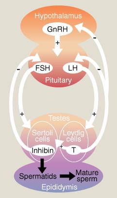 Hormonal Control of Testosterone Hypothalamus releases GnRH ( ) GnRH causes anterior pituitary to release 2 gonadotropic hormones: 1. FSH ( ) promotes spermatogenesis in the seminiferous tubules 2.
