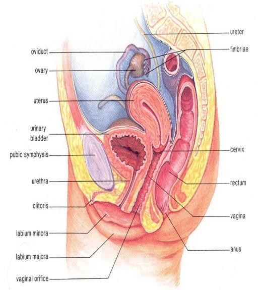 Female Reproductive Structures Cervix Narrow end of uterus leading to the vagina. dilates to allow baby to exit. Clitoris female sensory organ; homologous to the male penis.
