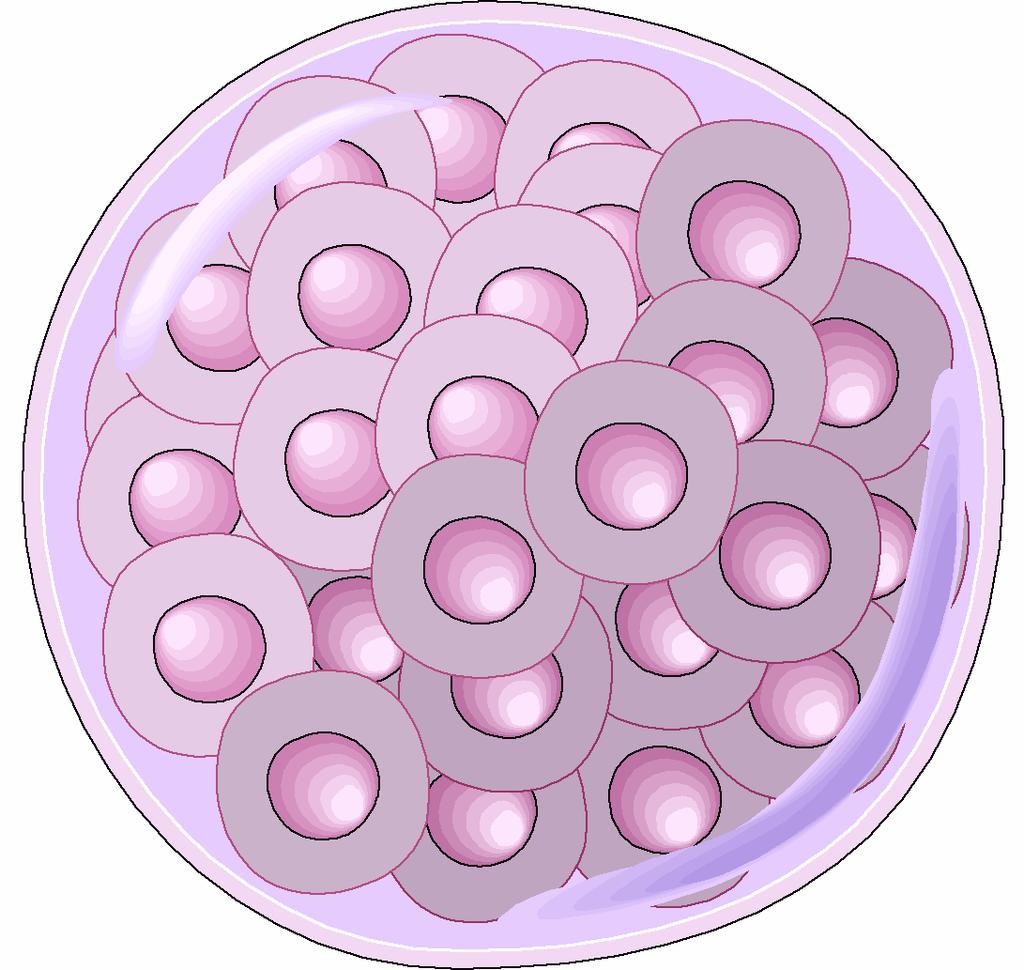 nucleus to form a fertilized egg cell ZYGOTE The zygote has 46