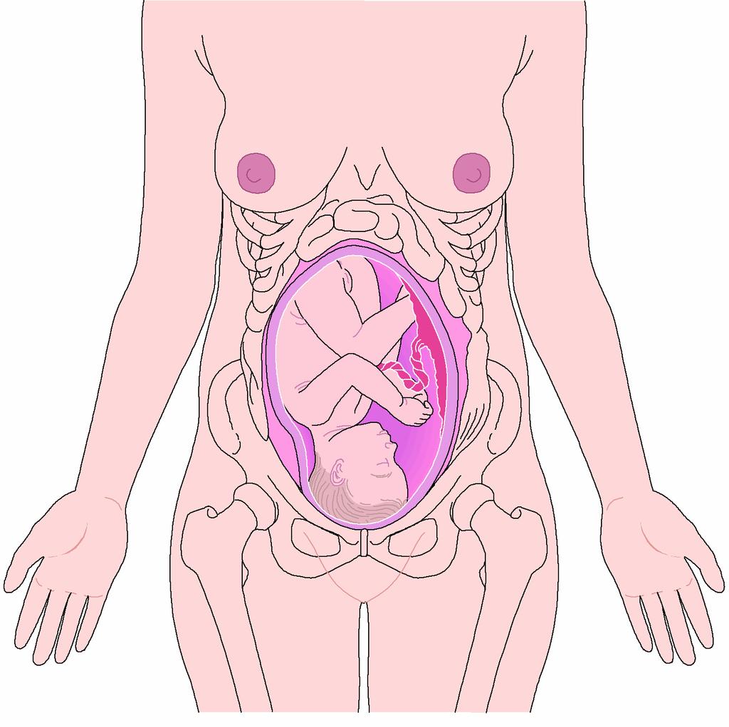 Pregnancy = Prenatal period or GESTATION Normal pregnancy = 40 weeks or 280 days Also divided into 3 trimesters (3 month periods) QUICKENING = first recognizable movement of