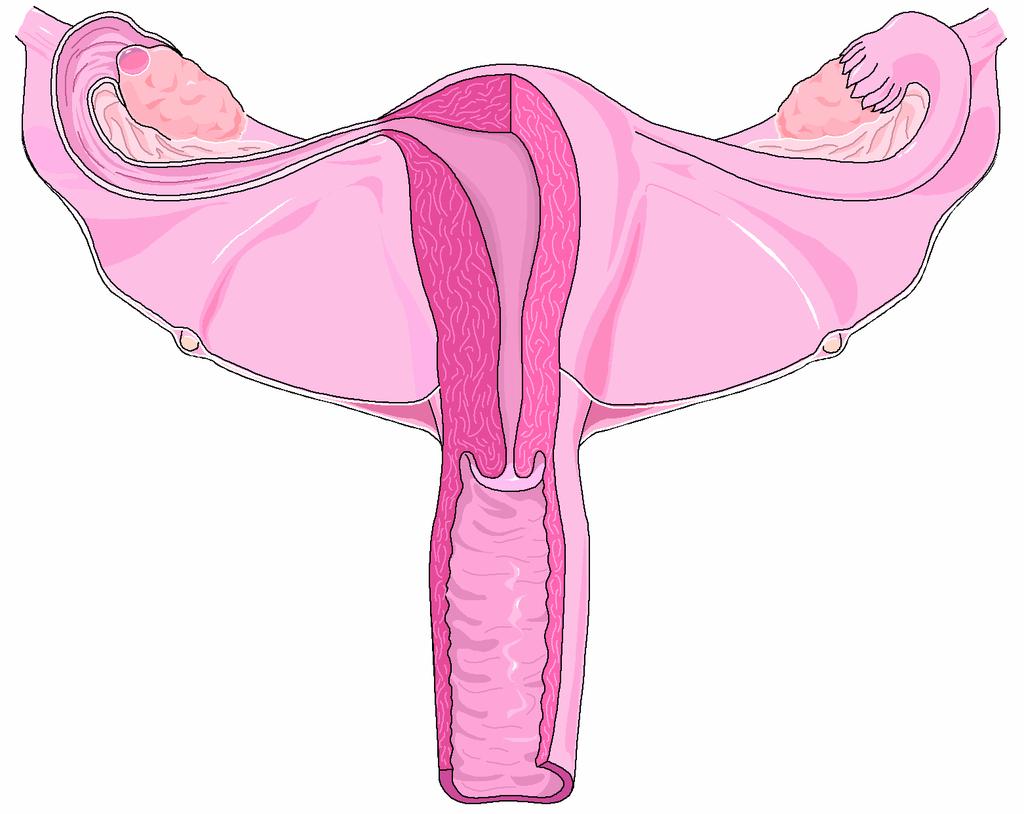 UTERUS Hollow, thick-walled, pear-shaped, highly muscular organ Lies behind the urinary bladder and in front of the rectum FUNDUS bulging upper part of the uterus, the body is the middle portion, and