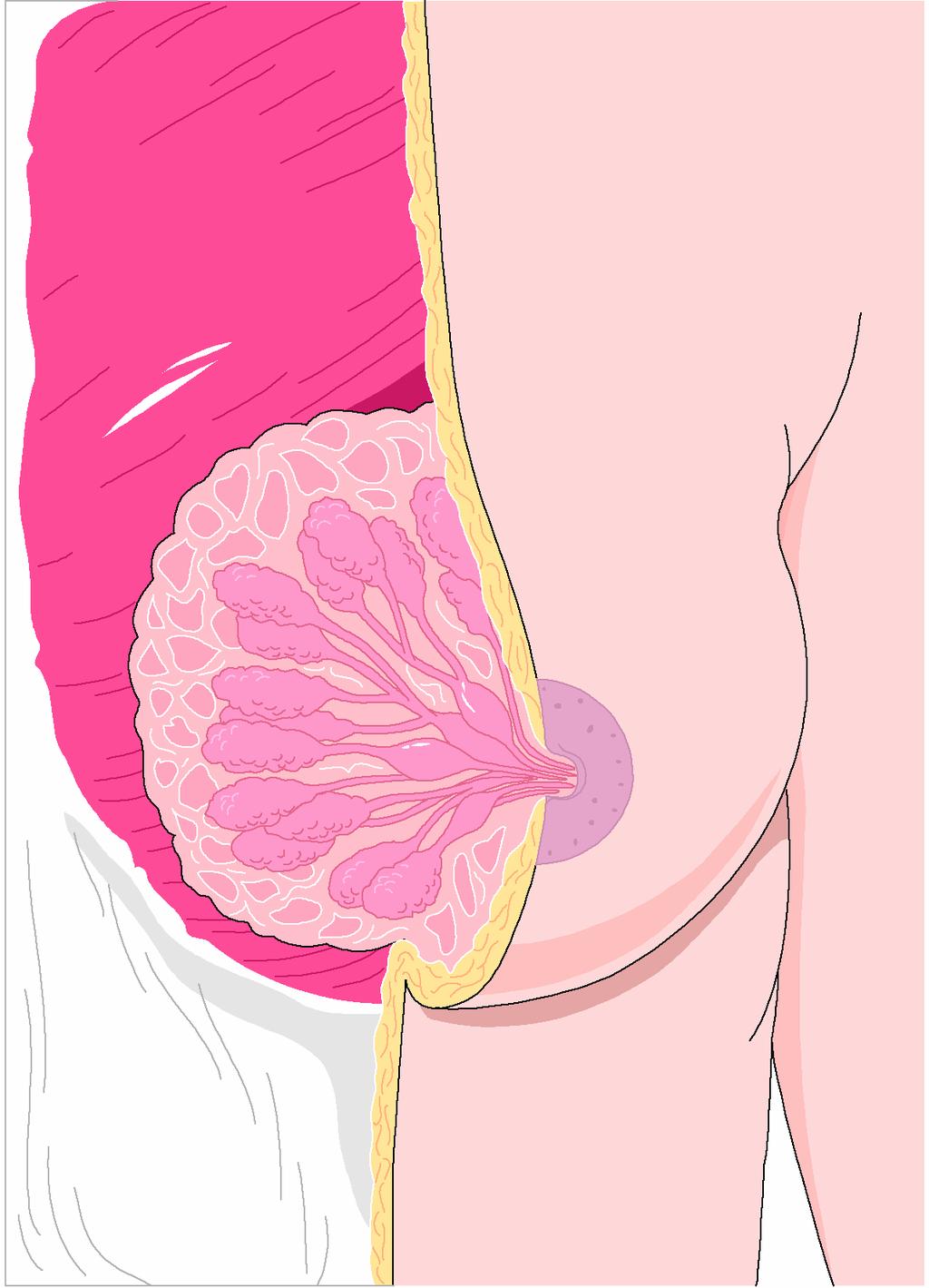 External Female Genitalia VULVA external organs of reproduction MONS PUBIS pad of fat that overlies pubic bone CLITORIS small structure above the urinary meatus that contains many nerve endings LABIA