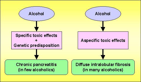 Figure 1. Pathologic effects of alcohol on the pancreas.