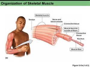 Skeletal muscles move the bones in the skeleton.