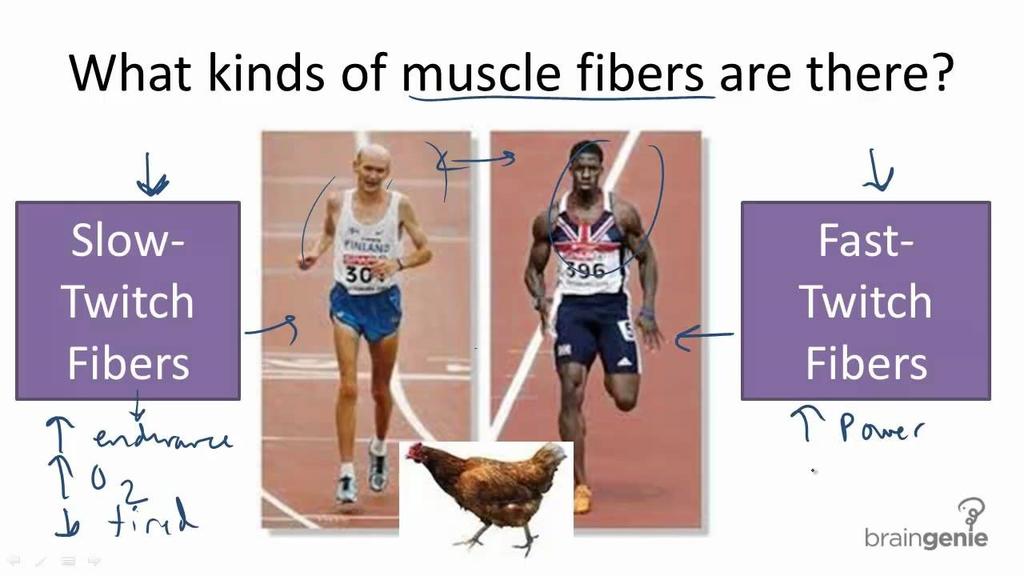 Skeletal muscle is made of two different kinds of fibers: fast twitch (FT) and slow twitch (ST).