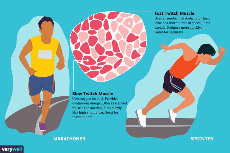Why do we get muscle fatigue? Lactic acid forms as a by-product of energy production by the muscles. Muscle fibers convert glycogen (which is formed from glucose) to adenosine triphosphate or ATP.